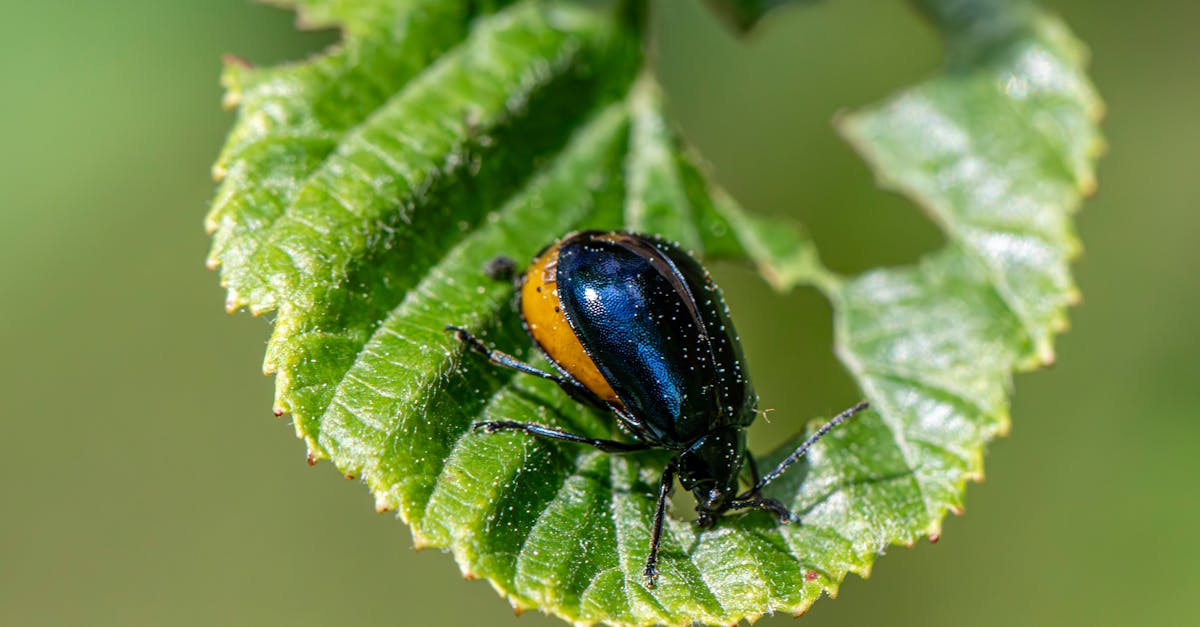 Advancing Business Efficiency Through Integrated Pest Management Strategies