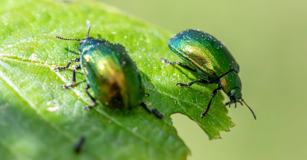 Autumn Invasion: Preparing Your Home for Seasonal Pest Migration