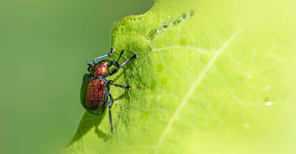 Behavioural Patterns of Common House Flies and Their Control