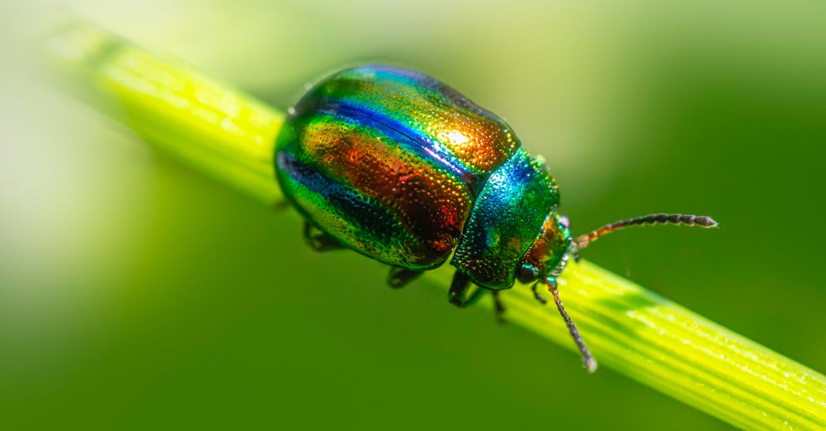 Case Studies: Successful Applications of Eco-Friendly Pest Control