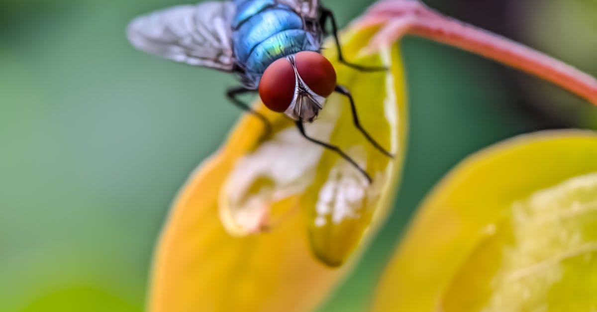 Case Studies: Successful Integrated Pest Management in Central Coast