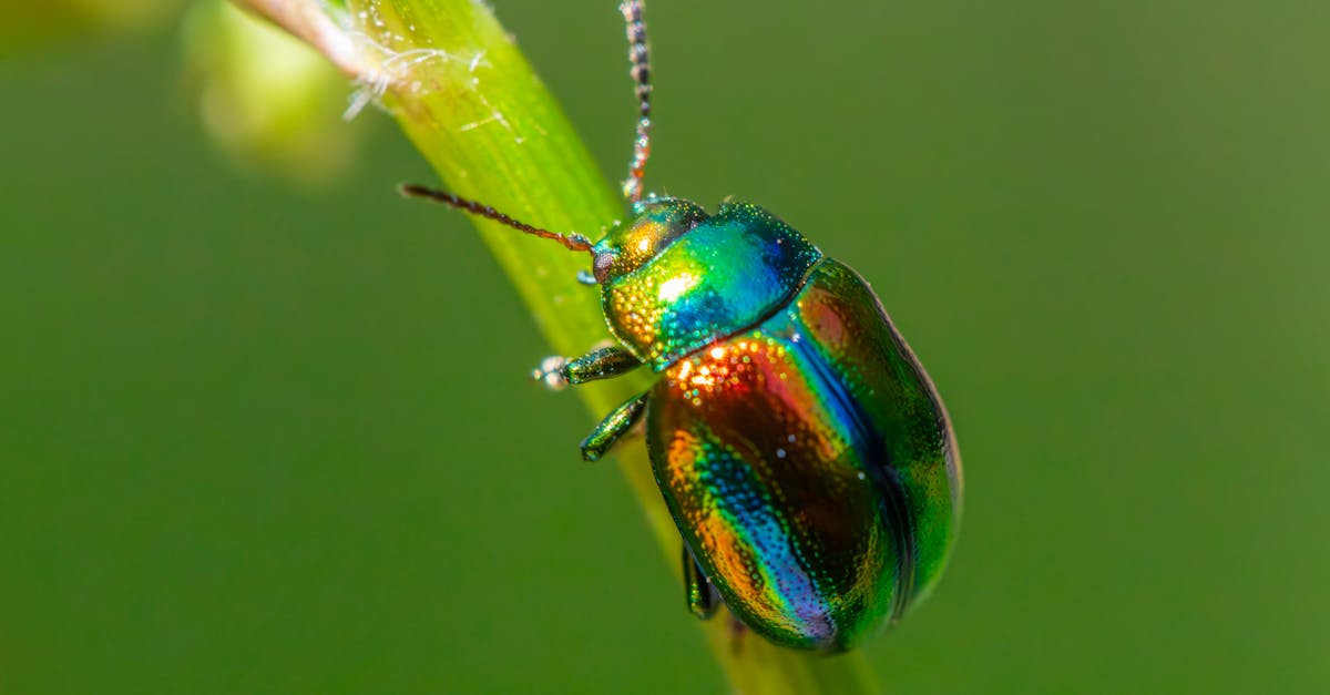 Case Studies: Successful Organic Pest Control in Residential Areas