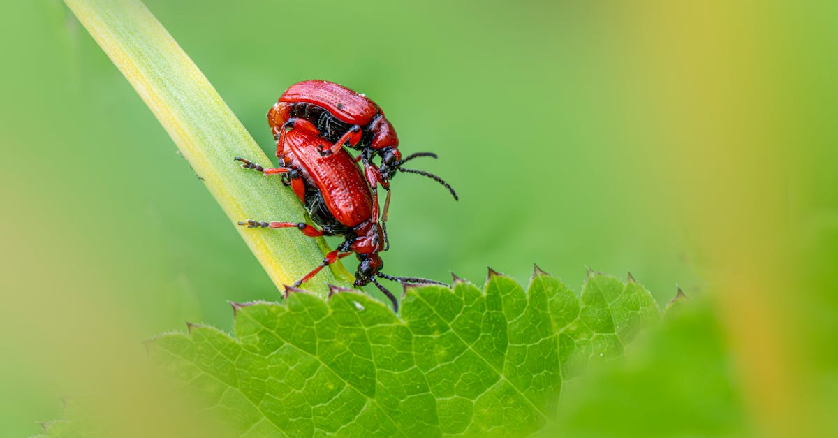 Case Studies: Successful Pest Control in Central Coast Offices