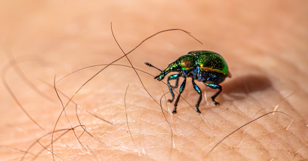 Choosing the Right Pest Control Service for Your Restaurant