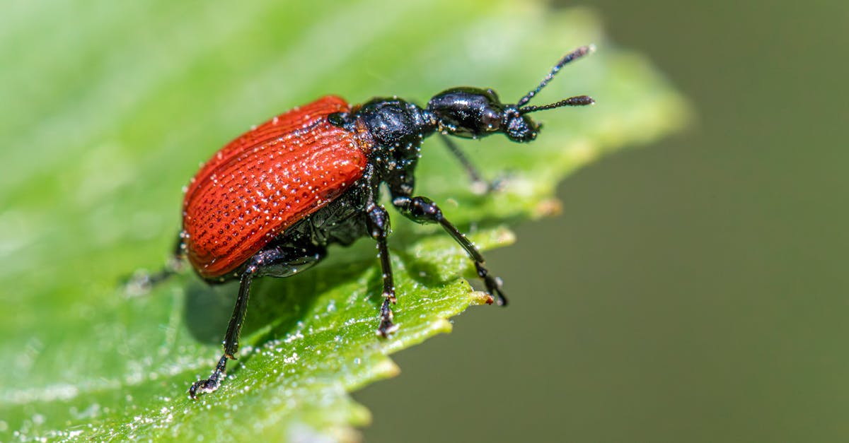 Common Pests in Commercial Kitchens and How to Handle Them