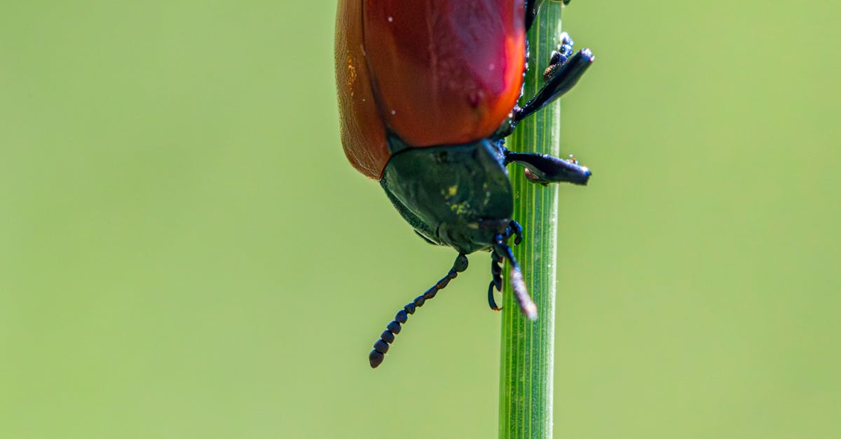 Comparing Organic Pest Control and Traditional Methods