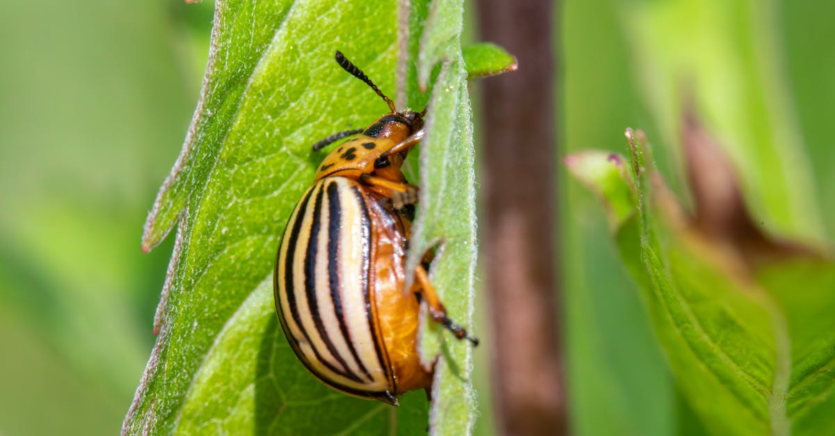 Crafting Your Own Pest Barrier with Natural Ingredients