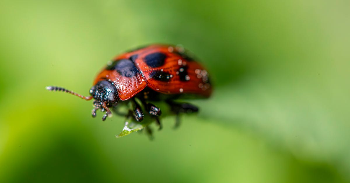 Creating a Safe Garden with Natural Pest Deterrents