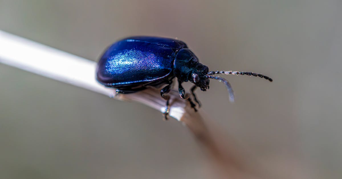 Customising Integrated Pest Management Plans for Eco-Conscious Homes