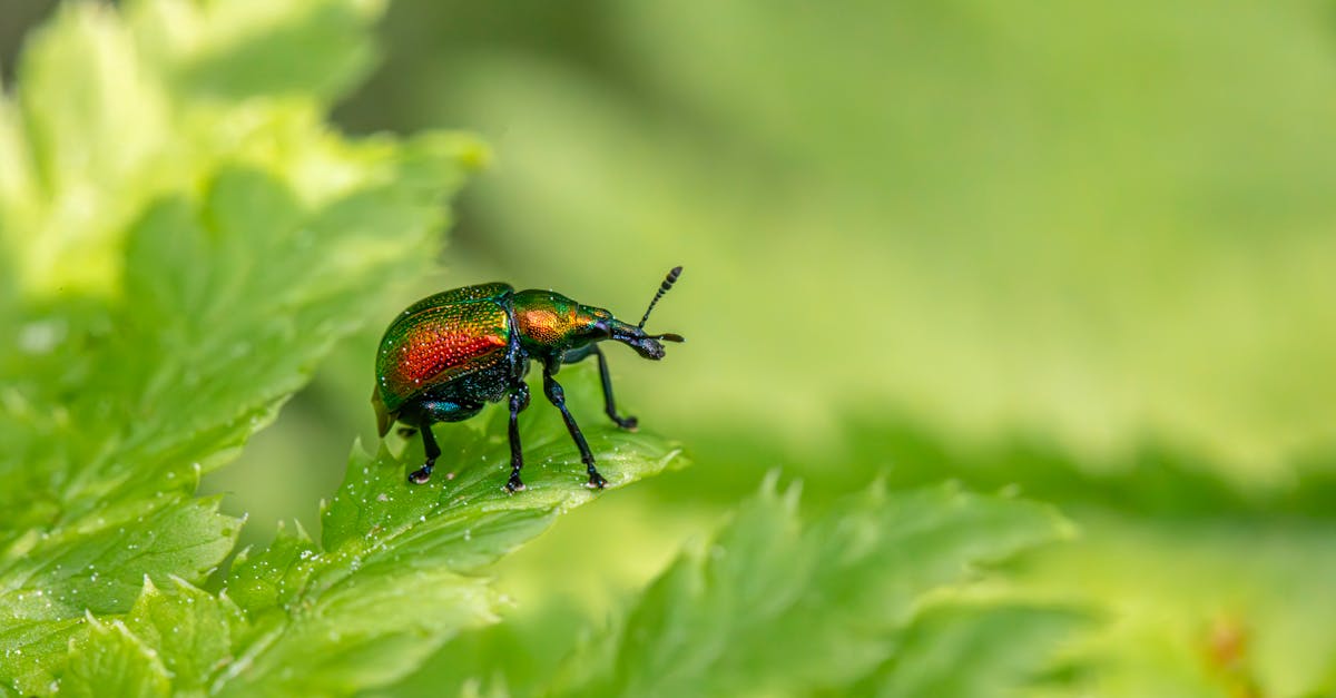 Dealing with Common Household Rodents in the Central Coast