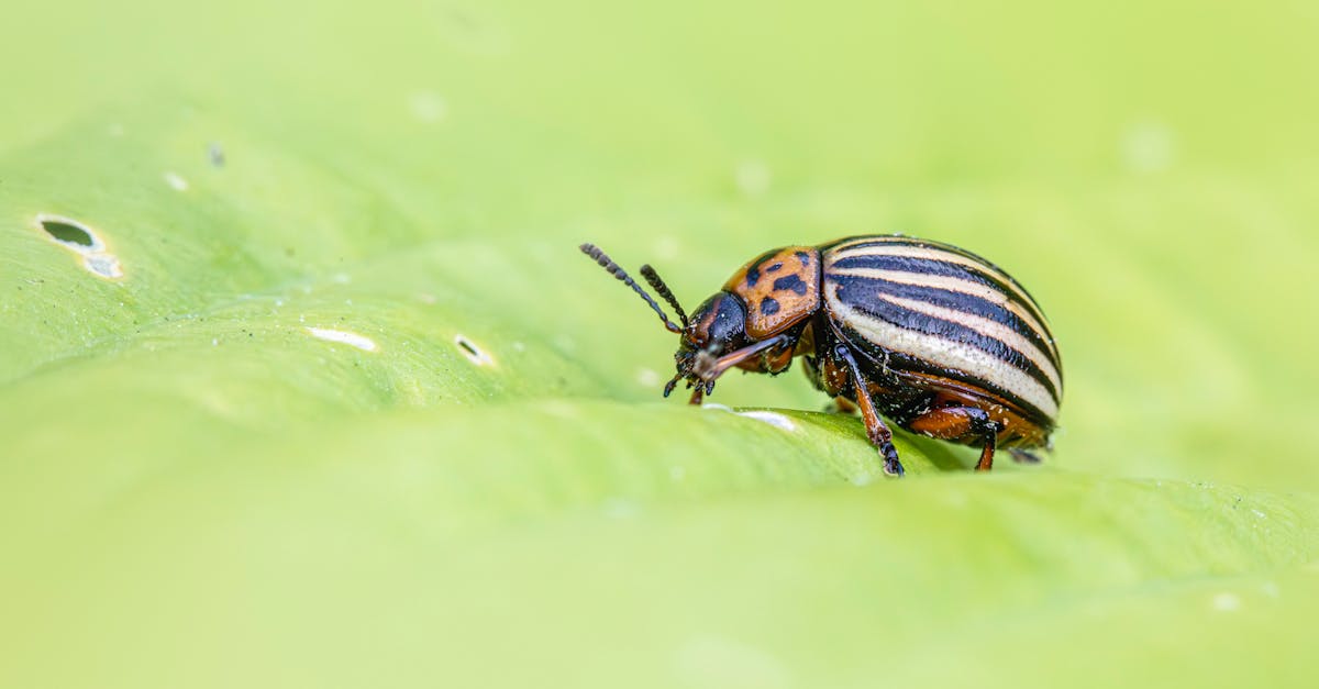 Developing an Effective Pest Prevention Plan for Your Business