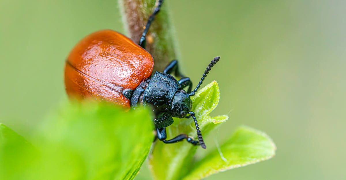 Eco-Friendly Pest Solutions: A Sustainable Choice for Local Businesses