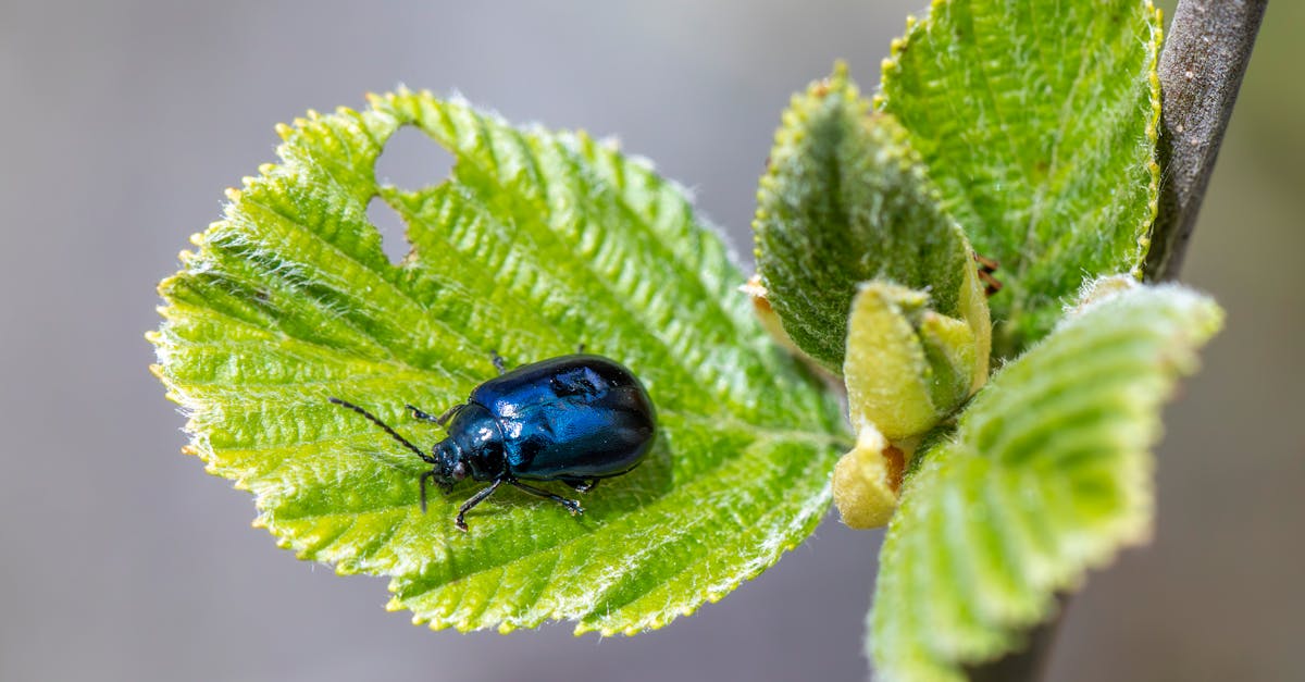 Effective Household Habits to Deter Common Pests