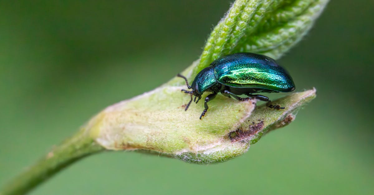 Employee Training for Effective Integrated Pest Management in Workplaces