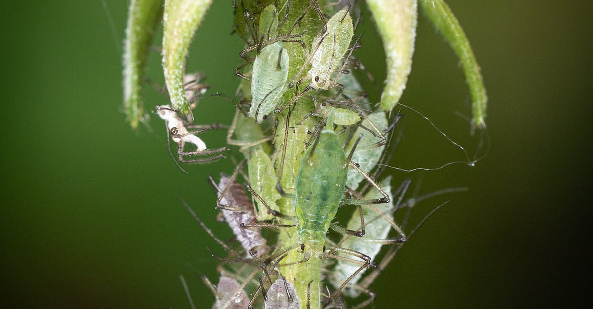 Essential Strategies for Keeping Pests Out of Your Home