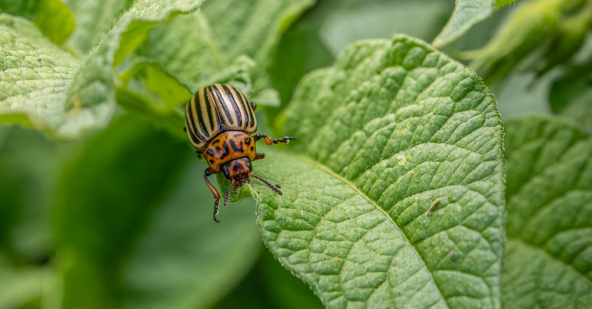 Essential Tools for Integrated Pest Management in Business Environments
