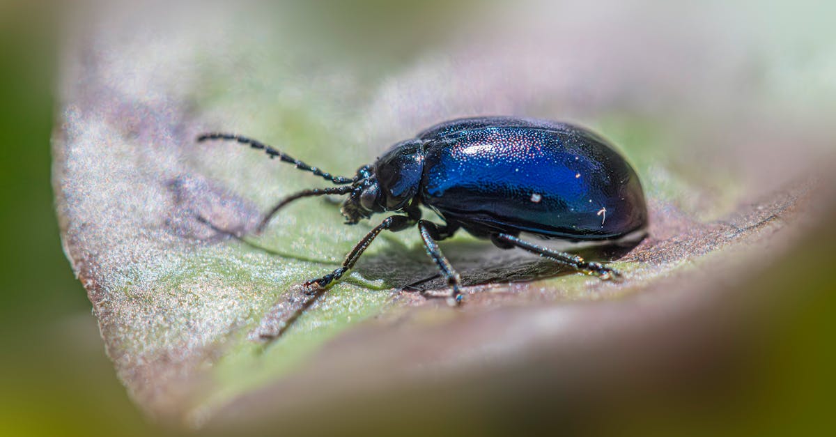 Evaluating the Effectiveness of Environmentally Friendly Pesticides