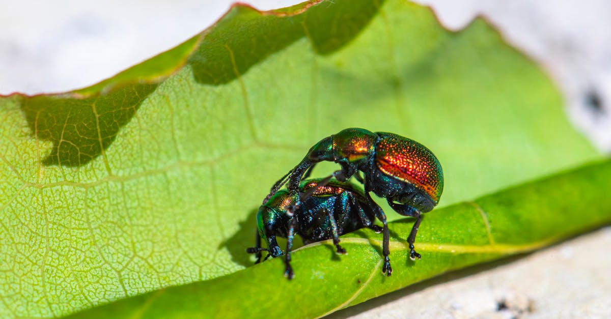 Evaluating the Efficacy of Different Pest Control Methods