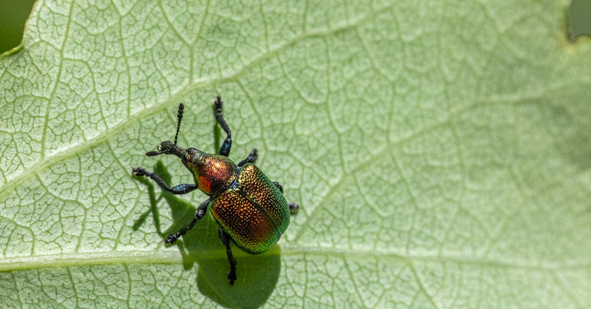 Guidelines for Transitioning to Organic Pest Control Methods