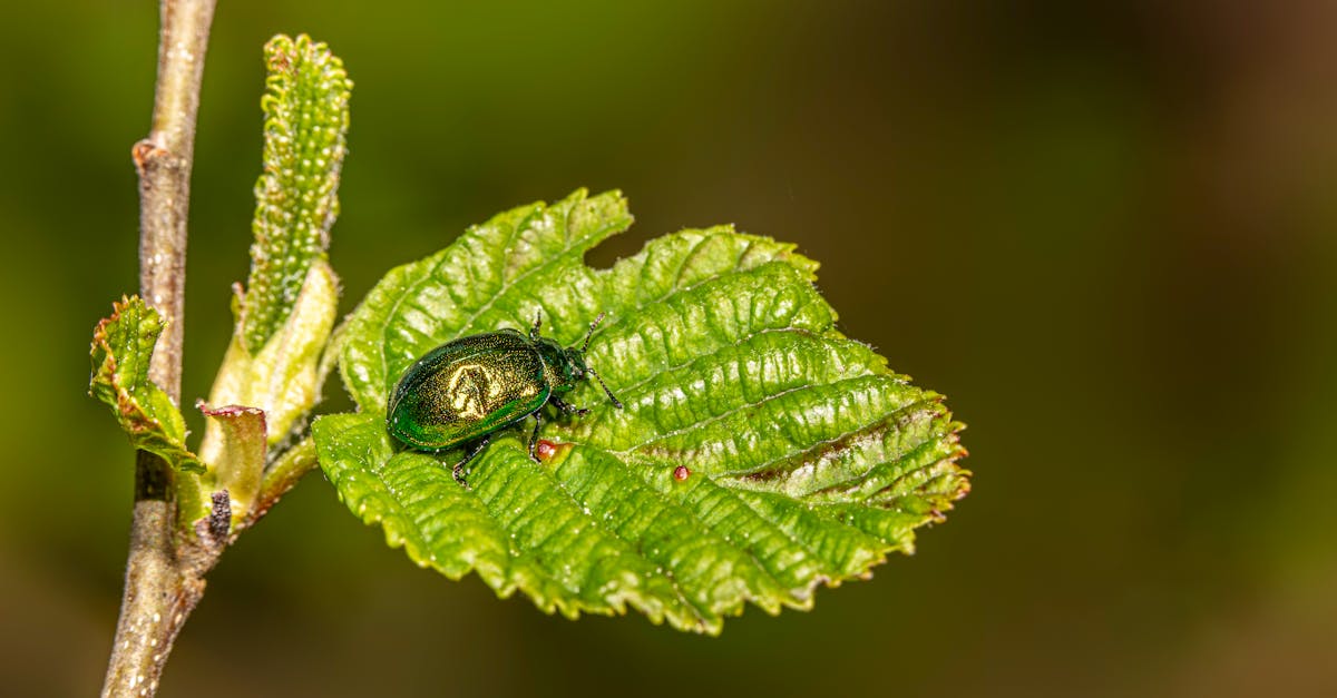 Homemade Garlic Spray: A Powerful Natural Repellent