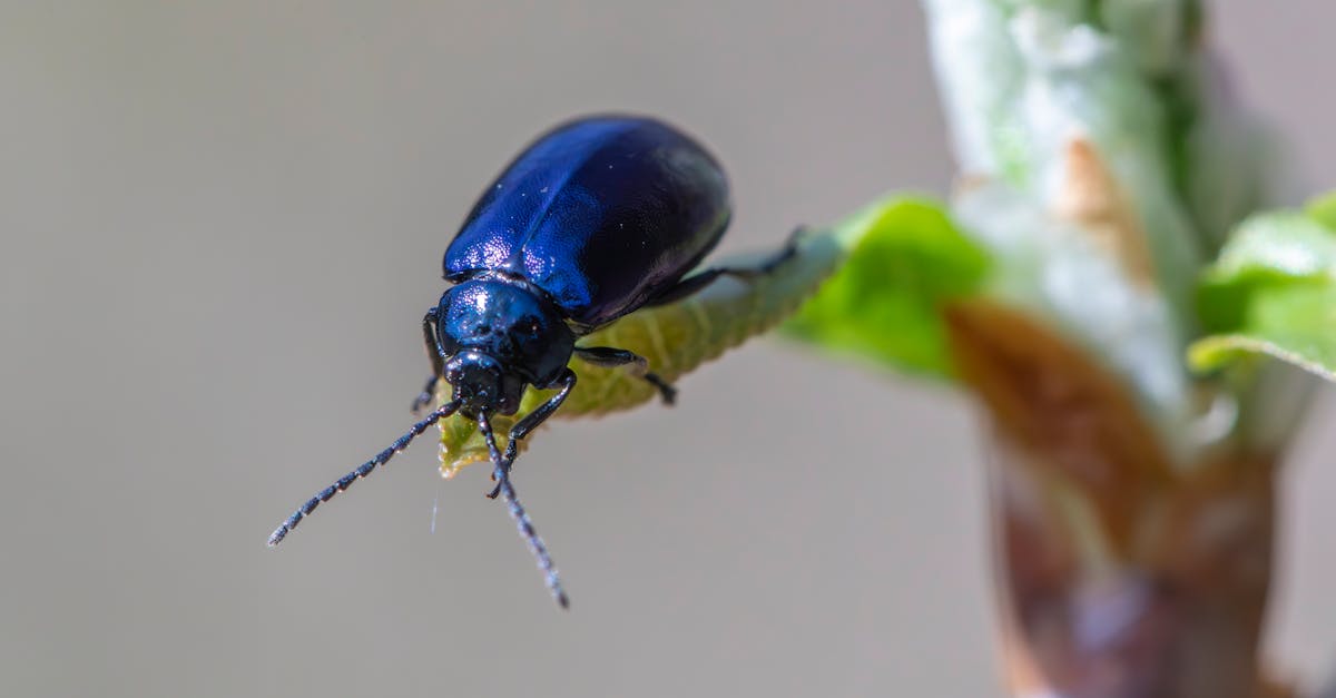 How Eco-Friendly Solutions Enhance Pest Management Efficiency