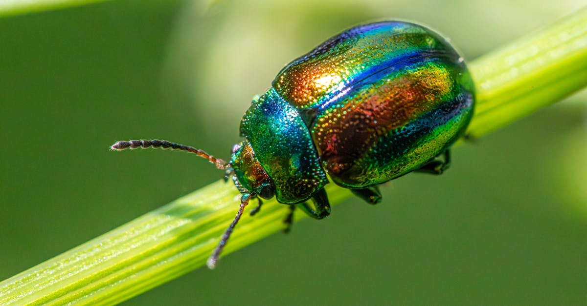 How to Identify Qualified Pest Control Technicians