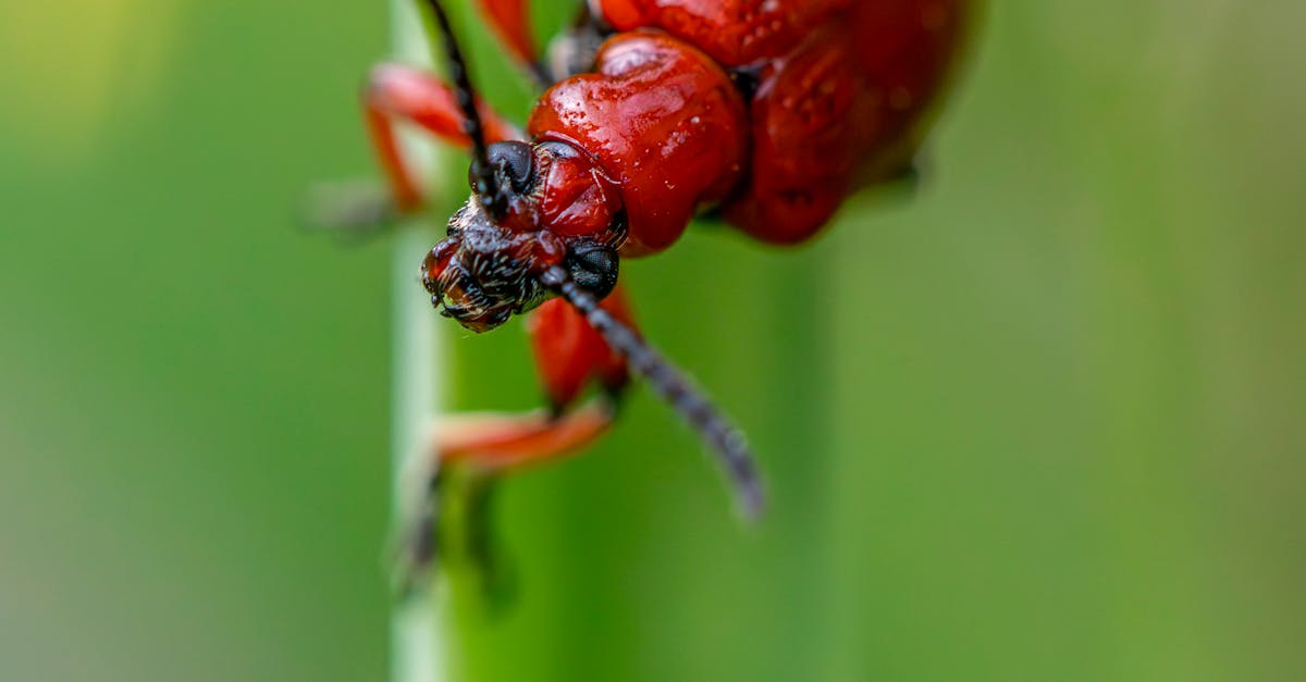 How to Use Essential Oils for DIY Pest Solutions