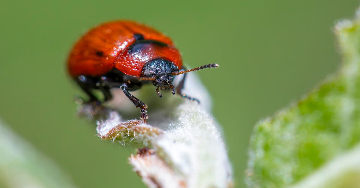 Implementing Integrated Pest Management in High-Risk Commercial Settings