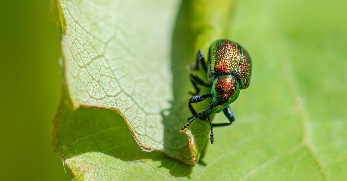 Importance of Regularly Inspecting Your Property for Pests