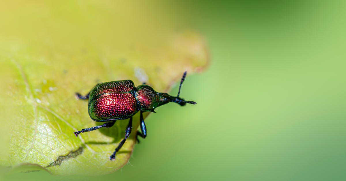 Improving Indoor Air Quality with Natural Pest Control Methods