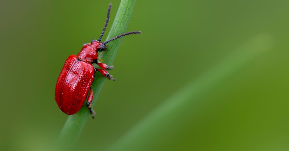 Preventing Infestations in Cafés: Key Strategies for Owners