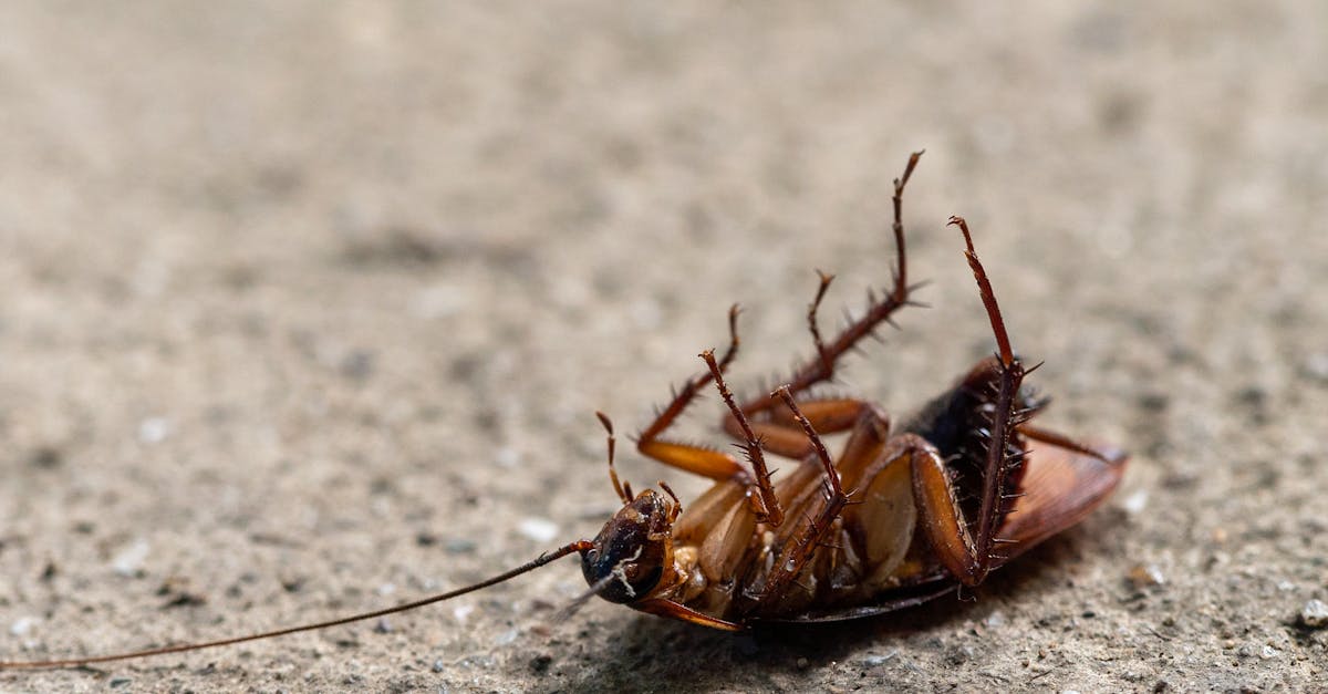 Questions to Ask Before Hiring Pest Control Services