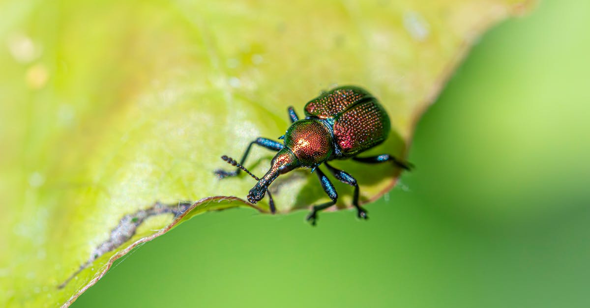 Seasonal Maintenance Tips to Prevent Pest Infestations