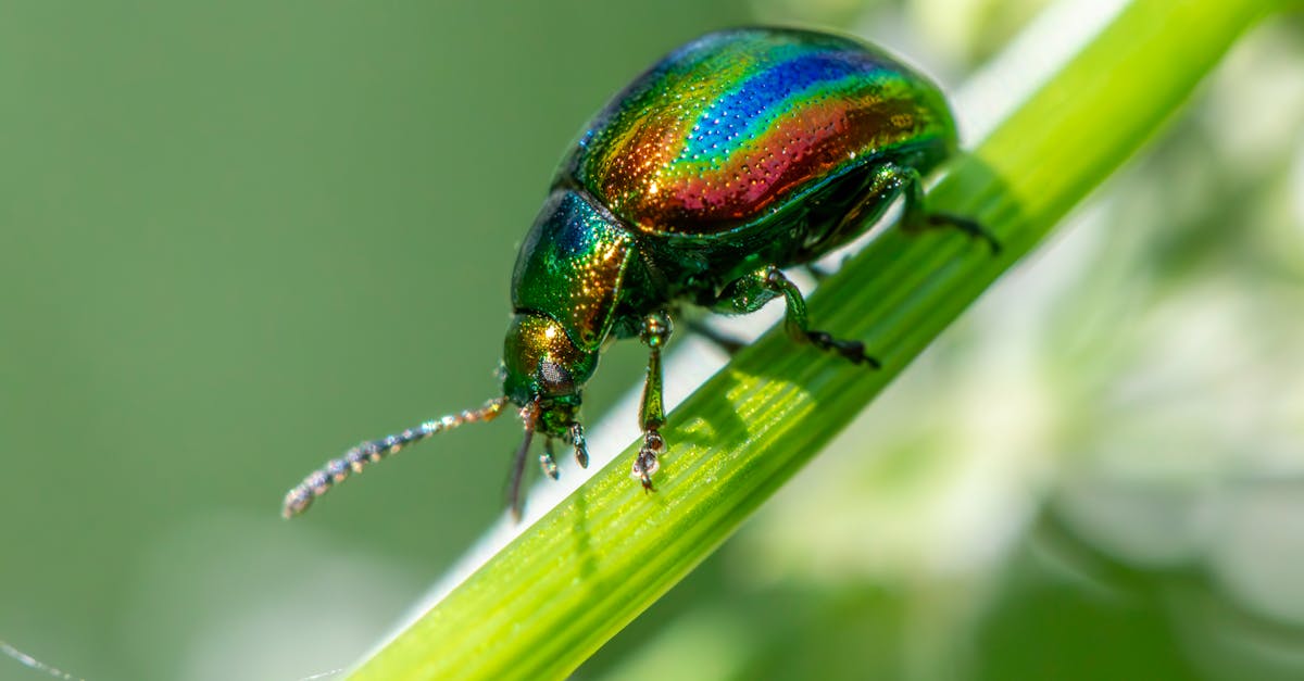 Strategies for Maintaining a Pest-Free Environment in Workplaces