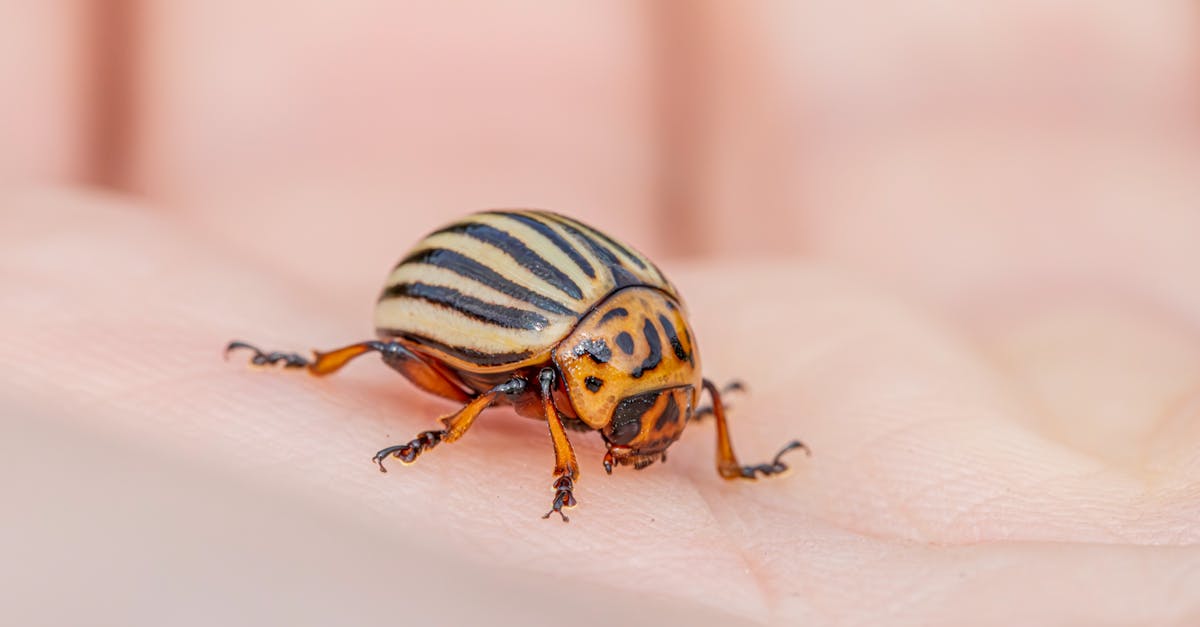 The Benefits of Diatomaceous Earth for DIY Pest Management