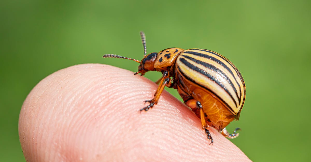 The Impact of Rainy Seasons on Pest Infestations