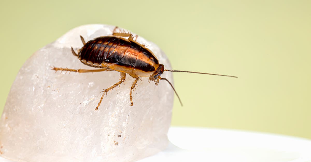 The Importance of Regular Pest Inspections in Residential Areas