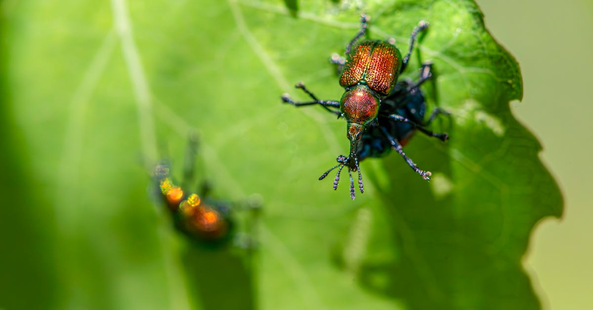 The Long-Term Cost Benefits of Sustainable Pest Control