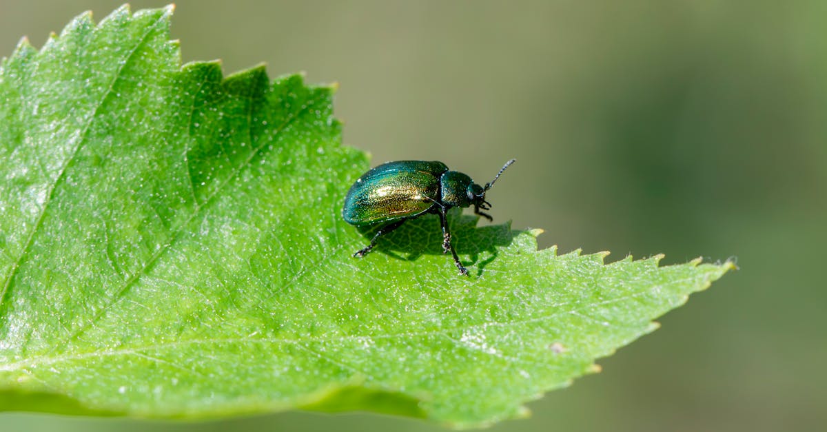 The Role of Beneficial Insects in Organic Pest Management