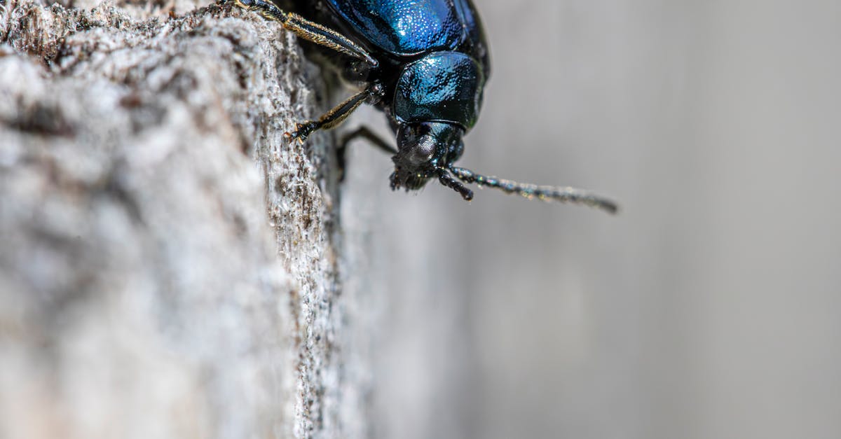 The Role of Technology in Modern Pest Control Services