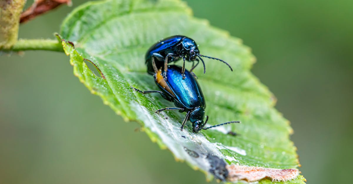 Tips for Managing Pests in Large Warehouse Spaces