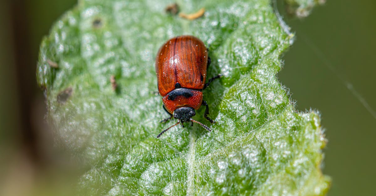 Understanding the Role of Hygiene in Pest Prevention for Eateries