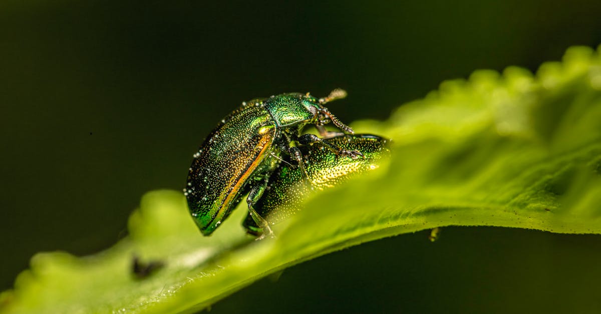 Understanding the Science Behind Organic Pest Control