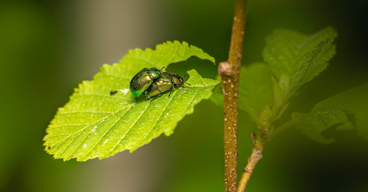 Understanding Your Obligations Under the Biosecurity Act