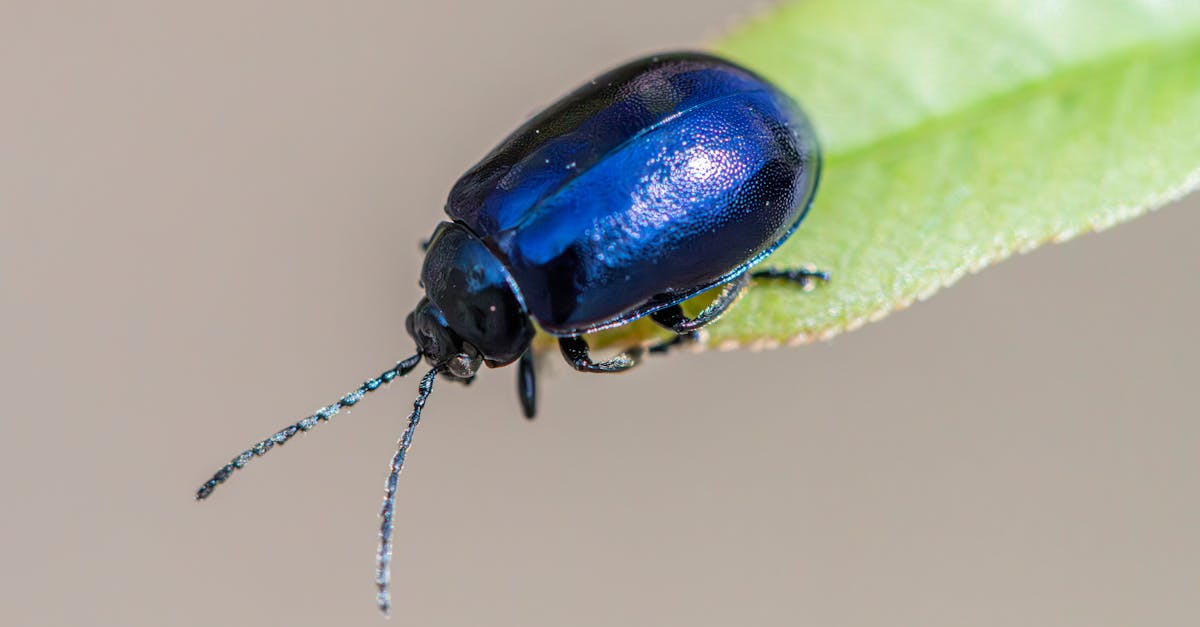 Using Essential Oils as Natural Pest Deterrents for Homes